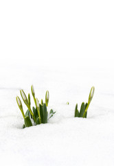 Buds spring flowers white snowdrops (Galanthus nivalis) in snow in the forest on a white background with space for text