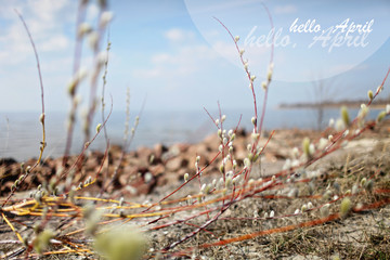 Pussy willow bush, landscape background with space for text © Maria