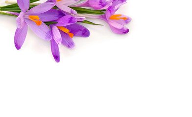 Bouquet of beautiful spring snowdrops flowers violet crocuses ( Crocus heuffelianus ) on a white background with space for text. Top view, flat lay