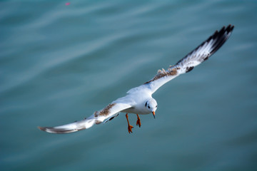 A Bird Of Seagull Flying Over Ocean.