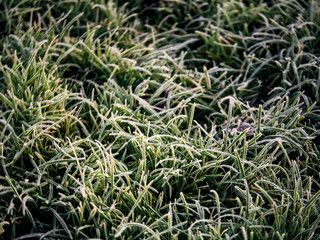 Frozen grass in the morning at sunrise, Selective focus, Close up.