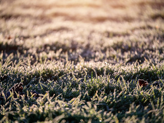 Frozen grass in the morning at sunrise, Selective focus, Close up. Nature background.