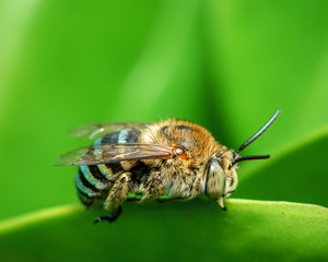 Amegilla korotnensis