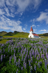 Lupine in Iceland
