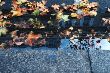 leaves and reflect on water