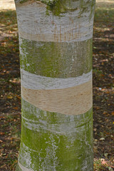 Naklejka premium Close up of the bark of the Paper Birch Betula papyrifera