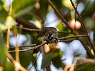 Yellow-vented Bulbul, Pycnonotus goiavier eats brush cherry tree Bali, Indonesia