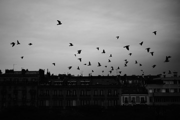 birds flying over the city at night