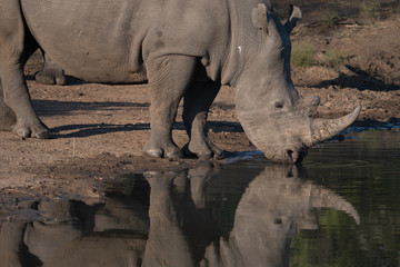 Rhino drinking