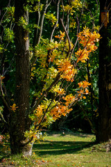 Beautiful orange coloured leaves of an oak tree in bright sunshine