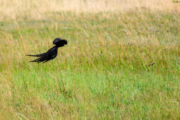 Long Tale Widow Bird in South Africa