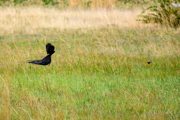 Long Tale Widow Bird in South Africa
