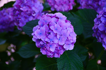 紫陽花