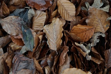 dry and brown leaves on the ground in autumn season, autumn colors in the nature