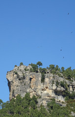 gänsegeier kreisen über einem bewaldeten felsen