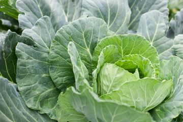 Green cabbage with big leaves, fresh farm organic healthy food, vegetable concept