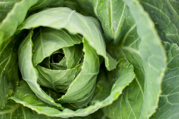Fototapeta na wymiar Green cabbage with big leaves, fresh farm organic healthy food, vegetable concept