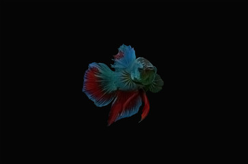 Fancy thai super blue betta spreading fin and short tail swimming. Dark siamese fighting fish isolated black background. Close up and focus selection Colorful freshwater fishes with CLIPPING PATH