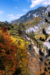 Mountain autumn picturesque landscape with colorful forest. Vertical Photography. Fall colours trees in Montenegro mountains. 