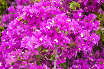 Flowering bougainvillea in flower garden in Portugal.