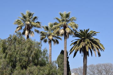 Tall Palm Trees in Sunny Park against Blue Sky 