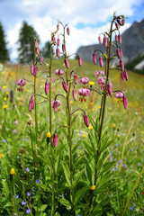 Lilium martagnon Türkenbundlilie Bergblume Alpen Hochgebirge selten Italien Südtirol Dolomiten Natur Wandern Bergsteigen