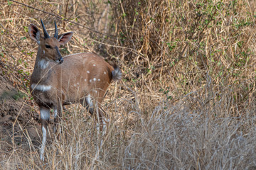 Naklejka na ściany i meble Bushbuck antelope