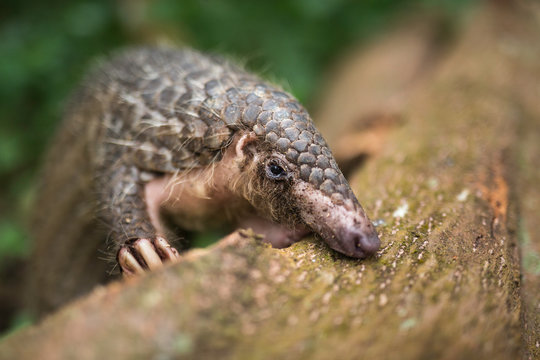 Pangolin on a tree trunk