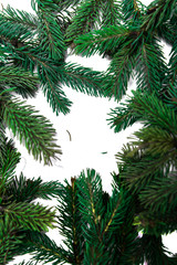 Fototapeta na wymiar The branches of the Christmas tree. Coniferous tree on white background.