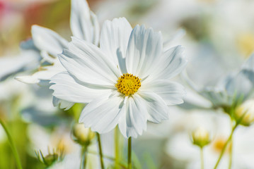 White Purity Cosmos In Garden, White Flowers