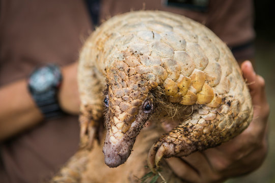 One person holding a pangolin