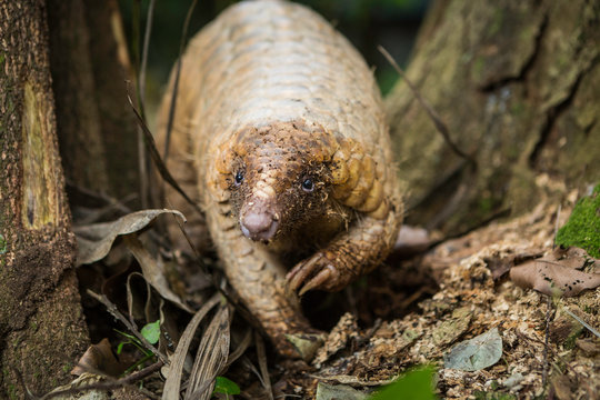 Pangolin on a tree trunk