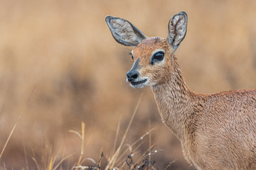 Steenbok profile