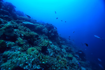 Naklejka na ściany i meble under water ocean / landscape underwater world, scene blue idyll nature