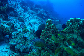 coral reef underwater / lagoon with corals, underwater landscape, snorkeling trip