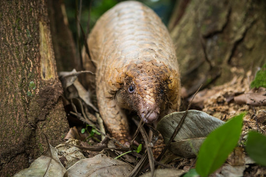 Pangolin on a tree trunk