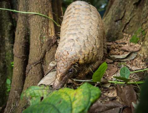 Pangolin on a tree trunk