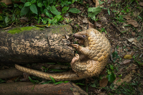 Pangolin on a tree trunk