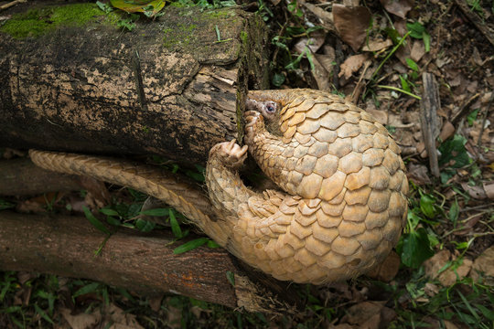 Pangolin on a tree trunk