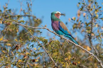 Lilac breasted Roller