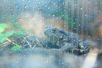 autumn glass rain landscape / abstract autumn view, wet weather, climate, glass
