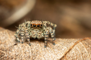 Image of jumping spiders (Salticidae) on a natural background., Insect. Animal.