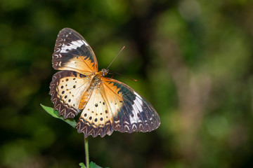 Image of Leopard lacewing Butterfly(Female) on a natural background., Insect. Animal.