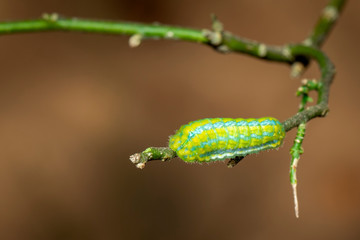 Image of Green Moth Caterpillar on the branch. Insect. Animal.