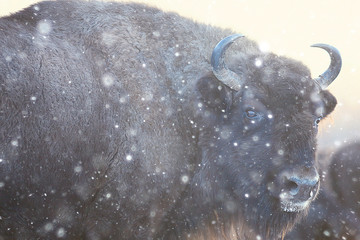 Aurochs bison in nature / winter season, bison in a snowy field, a large bull bufalo