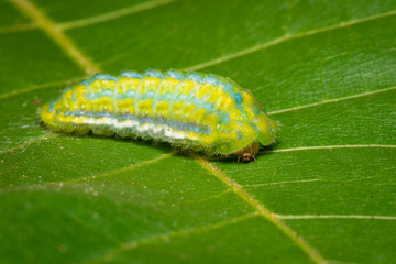 Image of Green Moth Caterpillar on green leaves. Insect. Animal