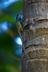Lizard on the tree trunk