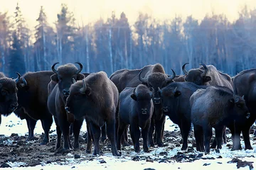 Rolgordijnen Aurochs bison in nature / winter season, bison in a snowy field, a large bull bufalo © kichigin19