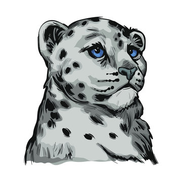 Snow leopard baby tabby portrait in close up isolated sketch. Vector spotted leopard hand drawni llustration of Panthera uncia. Mammal with thick fur. Uncia wild animal from Feline. Catlike carnivore