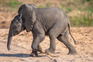 Elephant Calf